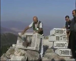 2K views · 79 reactions | Freedom Like ⬇comment ⬇share ↩ Like my page for more. | Lahore birds | Facebook