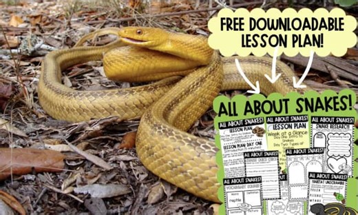 Slithering Science: A 5-Day Unit Plan on Snakes
