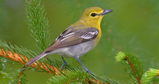 Yellow-throated Vireo Identification, All About Birds, Cornell Lab of Ornithology