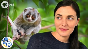 Don’t let their cuteness fool you--these animals are not to be messed with. | Reactions