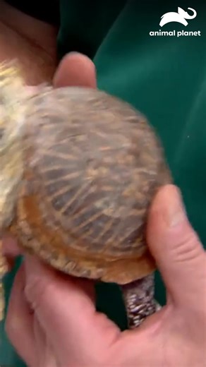 16K views · 239 reactions | Uma tartaruga chega à clínica debilitada, e a equipe corre para salvá-la ✨ #VeterinárioDasMontanhas Veja como continua  Aproveite o conteúdo da Discovery em streaming na #HBOMax Assine agora: https://bit.ly/MAX-AnimalPlanetBR | Animal Planet Brasil | Facebook