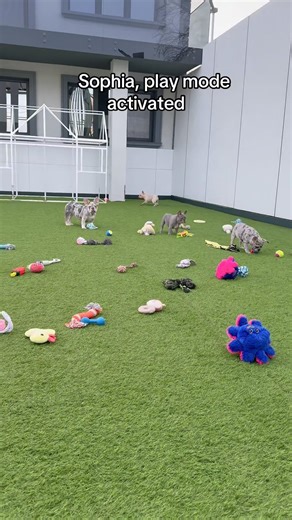 Luxurious Frenchie House, Frenchies Paradise! 🤩🫠🤍 #fyp #bulldog #frenchie #puppies #frenchbulldog