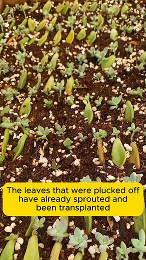 5.8K views · 50 reactions | How to propagate succulents #gardeningtips #gardeninglove #organicgardening #gardensofinstagram #gardenideas | Gardening Dreamer | Facebook