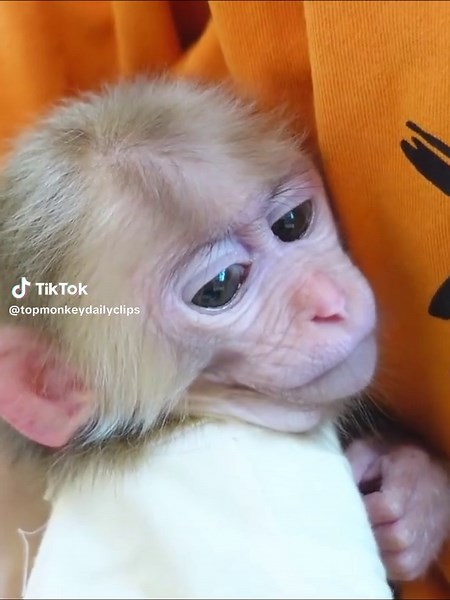 Monkey Pupu and Poki Monkey's Unbreakable Bond