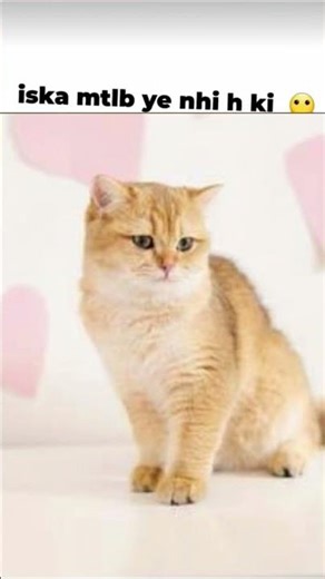 eheheeehh😂😂😂😂#meme #cat #catmemes #funnycatmemes #sadquotes#funnyshorts