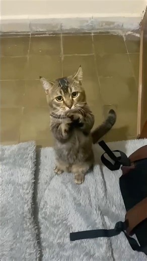 Cat apologizes #shorts #comedy #funny