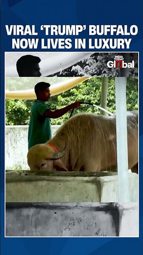 Bangladesh's Viral 'Donald Trump' Buffalo Saved From Eid Sacrifice, Now Living In Luxury At Zoo
