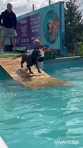 Cockapoo Ralph has a heart condition, the vets gave him a month, 2.5 months later he’s still going strong! LIVE YOUR BEST LIFE RALPH! | Canine Dip and Dive Maldon