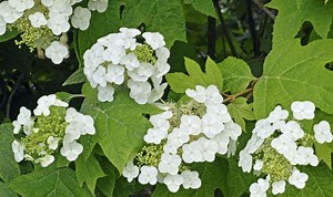 Gardeners' World: Monty Don provides advice on pruning roses