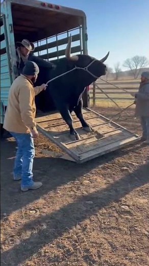 Angry Bull Cow #Coming Down From Truck #| Powerful & Real Animal Video#