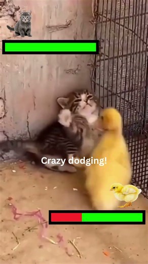 Kitten vs Chick 🐱🐥 #cuteanimals #cute #kitten #wholesome #shorts