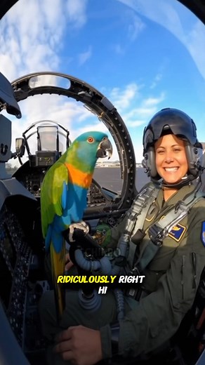 4K views · 117 reactions | A professional noise-maker with comedy included  #talkingparrot #funnyparrot | Tinko | Facebook