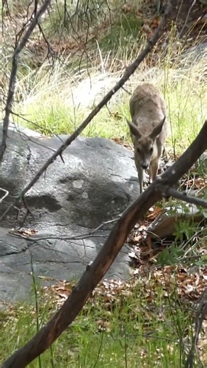 Cute Deer #deer #cute #nature