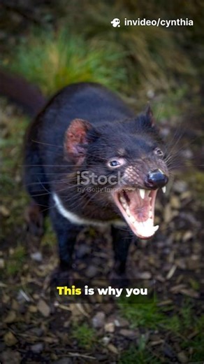 Tasmanian Devils: Myths Busted! ￼🐗😈 #tasmaniandevil #wildanimals #wildlife #animalfacts #animal