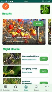 13 shares | PlantSnap.com identifies Oriental Bittersweet (Celastrus orbiculatus), a woody vine of the Celastraceae family native to China, where it is the most widely distributed Celastrus species, and to Japan and Korea. | PlantSnap | Facebook