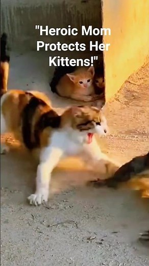 Heroic Mother: Cat vs Giant Monitor Lizard #animaux #wildlife #nature #sauvetage