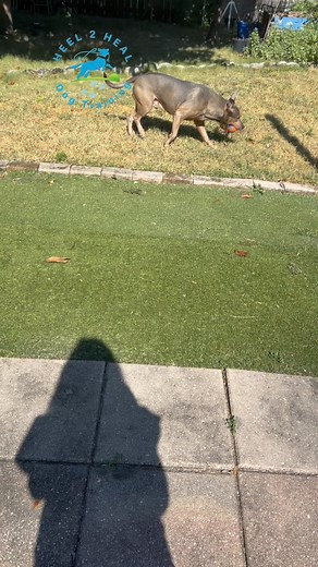 11 reactions | Dog tricks are a fun way to engage your dog and add layers to their training! #heel2healdogtraining #dogtricks #dogtrainer #westpalmbeach #dogtraining #dogsofinstagram #westpalmbeachdogs | Heel 2 Heal Dog Training and Puppy Training | Facebook