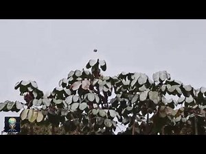 Compilation of Real UFOs Caught on Tape by Eyewitnesses