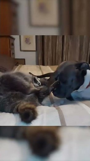 Raccoon and Dog Snuggle on Bed