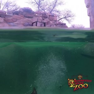 3.5K views · 411 reactions | Beautiful day! Otter head for the Zoo! Open 9-6. | Roosevelt Park Zoo | Facebook