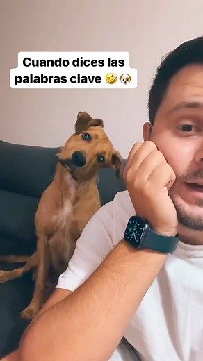 Hoy hace tres años que Pepa enamoró al mundo con su movimiento de cabeza 🐶 Y aunque ya llevábamos tiempo haciendo videos, puede decirse que desde aquí empezó todo. Gracias a todos los que nos seguís y disfrutáis con nuestros videos, tanto los que estáis desde el principio, como los que nos acabáis de conocer ♥️ Ojalalá siga siendo así durante mucho más tiempo. Os quiero 🫶 • • • #pepa #love #dog #animal #animales #familia #yo #calle #paseo #premios #perro #perros | javiescu_