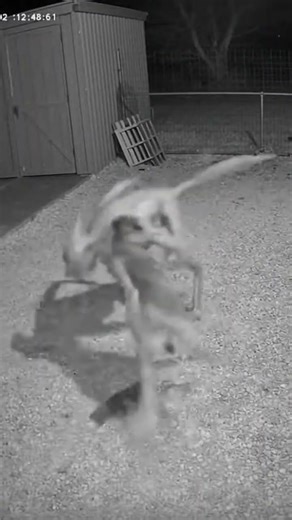 مفترس يهجم على كلب حراسه تصوير كاميرا المراقبه #scary #cctv #night #horror #caughtoncamera