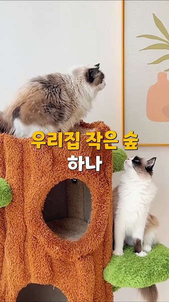 A little forest in my house #CatTower #CatHideout #CatHouse