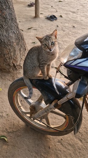 सबसे खूबसूरत मोबाइल कैमरे में व्यक्ति के#शॉट्स #viral #funny #trending #comedy #billa