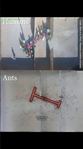 Ants vs Humans - Problem Solving skills 🤔 #unsolvedscience