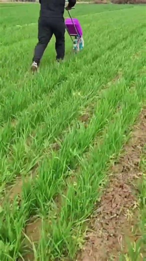 Best Fertilizer for Garlic Growth & Bigger Bulbs. #farming #shorts