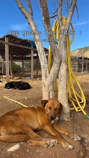 2026 : More managers. A capable accountant. A staff house. Sponsors to cover food at least. Adoptions every month. Capable builders for more sections and secured fences. No more debts at the suppliers, vets, pharmacy and landlords. To find lands in France to start to move animals. What else? Now that we have survived we need to make 2026 the turning point of this shelter and the year the hard work pays off. If 2025 was pure survival, 2026 will be our time to actually live and get the shelters to