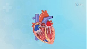 Video: Physiology of the Heart: The Cardiac Cycle