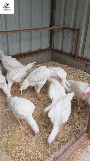 Aseel Chicks Growing Fast | Asil Chicken | Ayam Asil Energy 🐓🔥