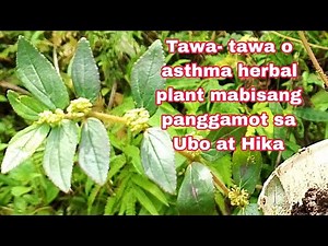 Tawa-tawa or asthma plant for asthma and cough/ how to use asthma or tawa-tawa plant