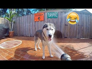My Husky Needs A Shower!