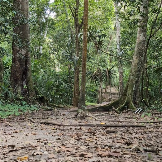 SOUND ON!!! This video is a vine! #tarzan #pitfall #atari #tikal #Guatemala | Scott Lamber