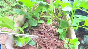 Bundle of 15'' Garden Rake 5 Tines Claw Rake and Garden Manual Weeder