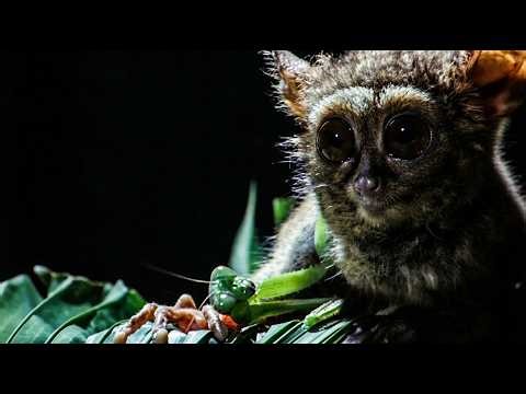 Animal Super Senses: Masters of the Dark