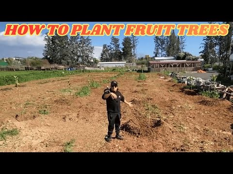 Πώς να Φυτέψεις Καρποφόρα Δέντρα 🌳 How to Plant Fruit Trees