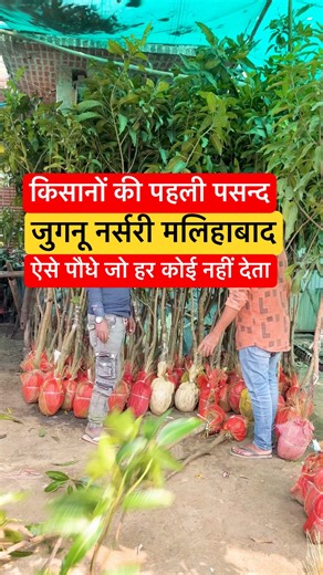 “इतने बढ़िया आम के पौधे, देखकर दिल खुश हो जाएगा! 🚜”#shorts #viralvideo #mangotree #farming #plants