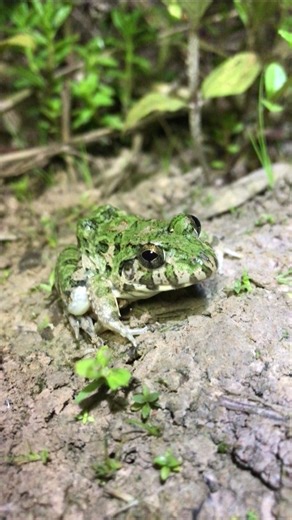 Catch the short green grass frog and do not fly | how to keep frog jumps | laugh The New frog