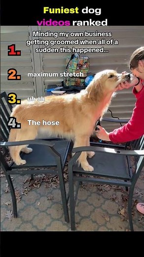 Ranking the best dog videos that'll make you laugh #funny #dog #viral