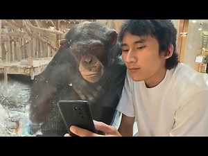 Monkeys Reacting to See Phone For The First Time! - Funniest Animals and Pets