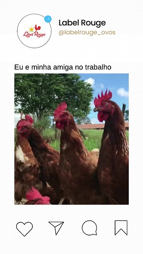 Galinhas Fofocando: Momento Engraçado com Amigas | Meme das Galinhas