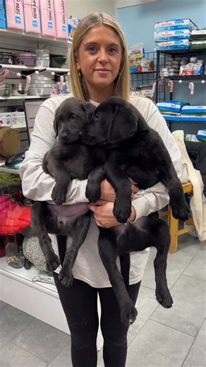 The Pet Shoppe on Instagram: "Male & female black Labrador retrievers! Come see them today!!!"