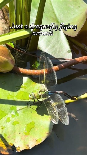 Dragonflies have been around for 300 million years—meaning they were flying before the dinosaurs