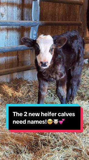 The 2 new heifer calves need names!🥹🐮💕 | calves