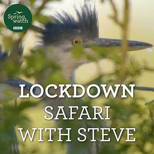 172K views · 1.1K reactions | It's amazing how much nature and wildlife we can find just a short walk from home!  Steve Backshall shows us everything he can see from his back garden! 閭 | BBC Springwatch | Facebook