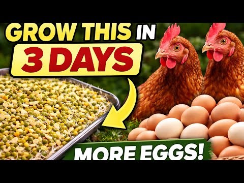 6 Free Sprouts That Make Chickens Lay More Eggs (Ready in 3 Days)