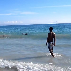 116K views · 1K reactions | Watch this thrilling dolphin pod beach rescue! | The Pet Collective | Facebook